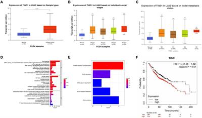 Bioinformatics analysis and experimental verification of TIGD1 in non-small cell lung cancer